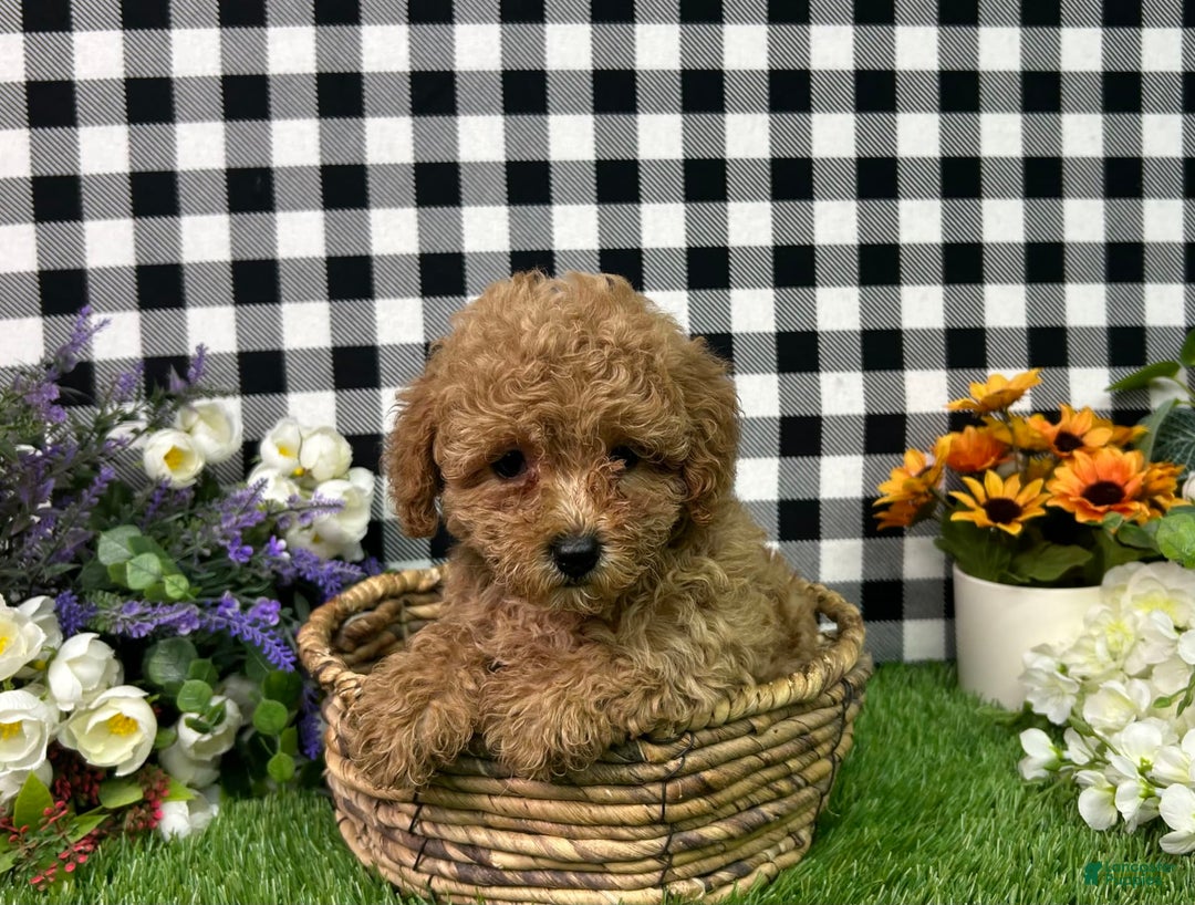 Miniature Poodle dogs for sale: Mila - Image 6