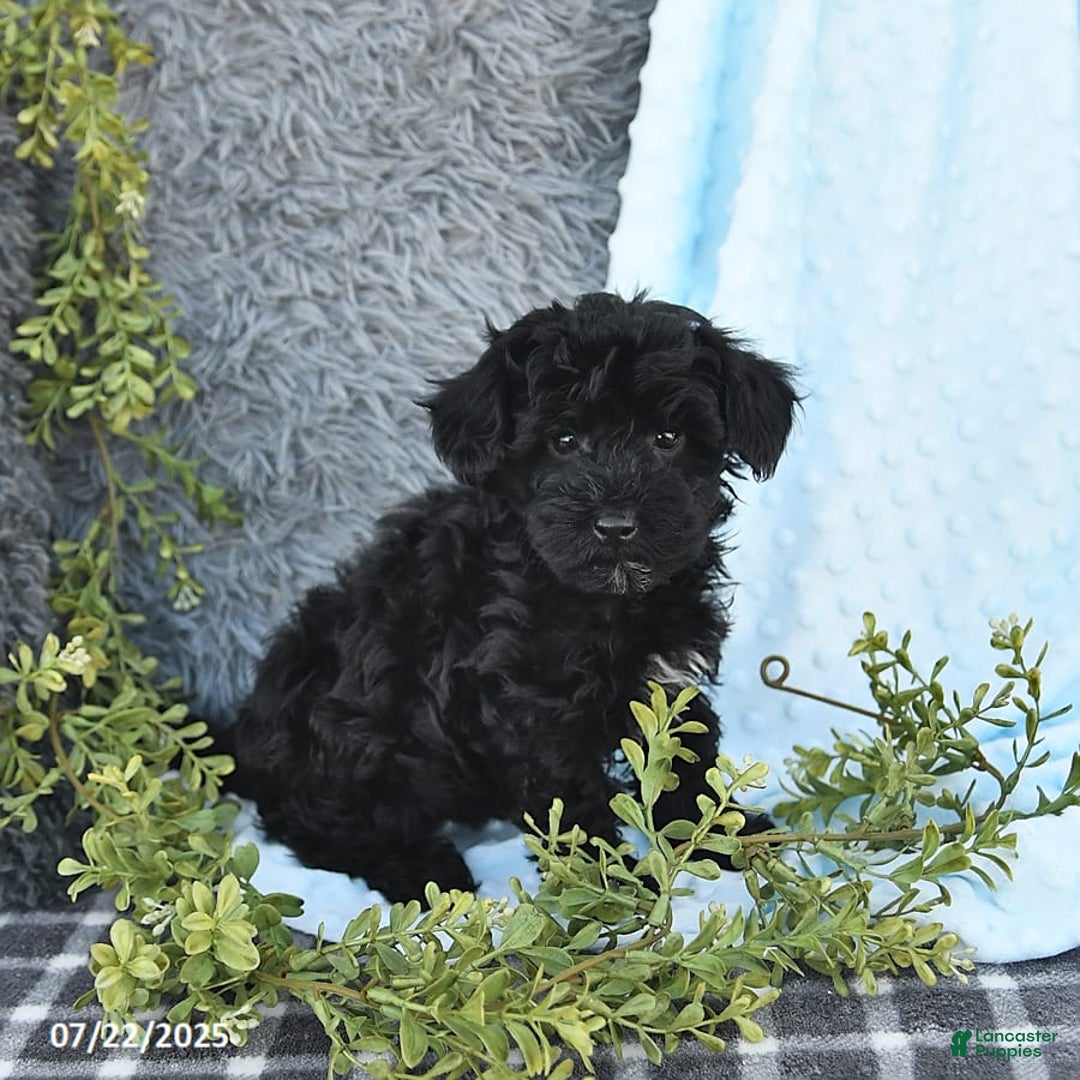 Havapoo dogs for sale: Bailey - Image 6