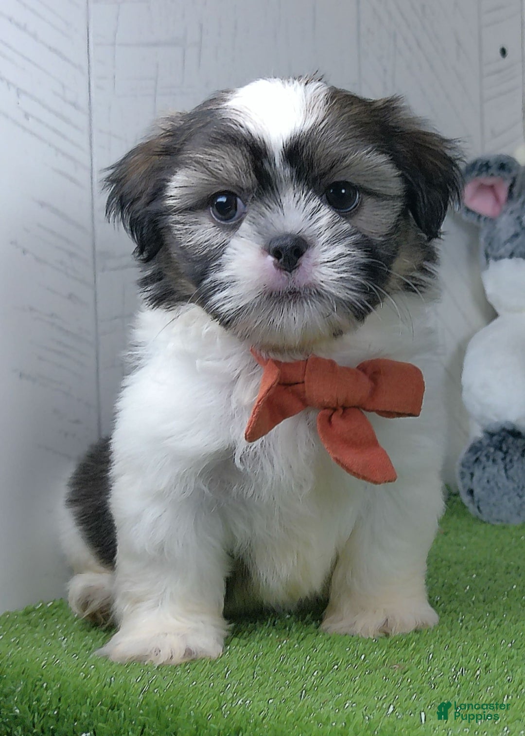 Shih Tzu dogs for sale: Sporty - Image 4