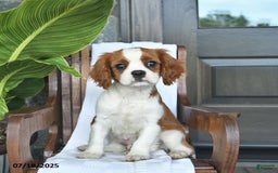 Cavalier King Charles Spaniel dogs for sale: Stacy - Image 8