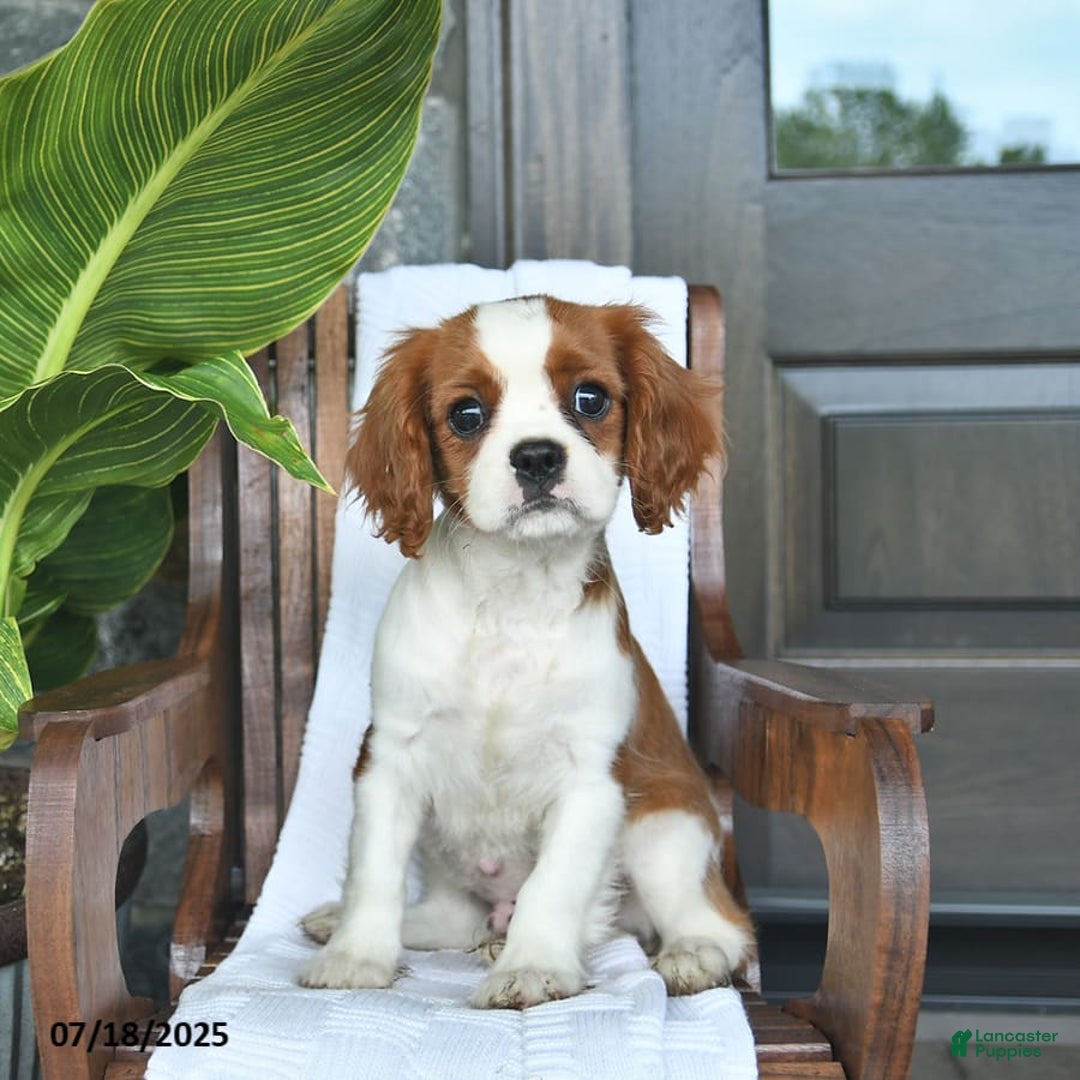 Cavalier King Charles Spaniel dogs for sale: Stacy - Image 8
