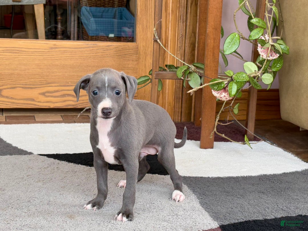 Italian Greyhound dogs for sale: JJ - Image 6