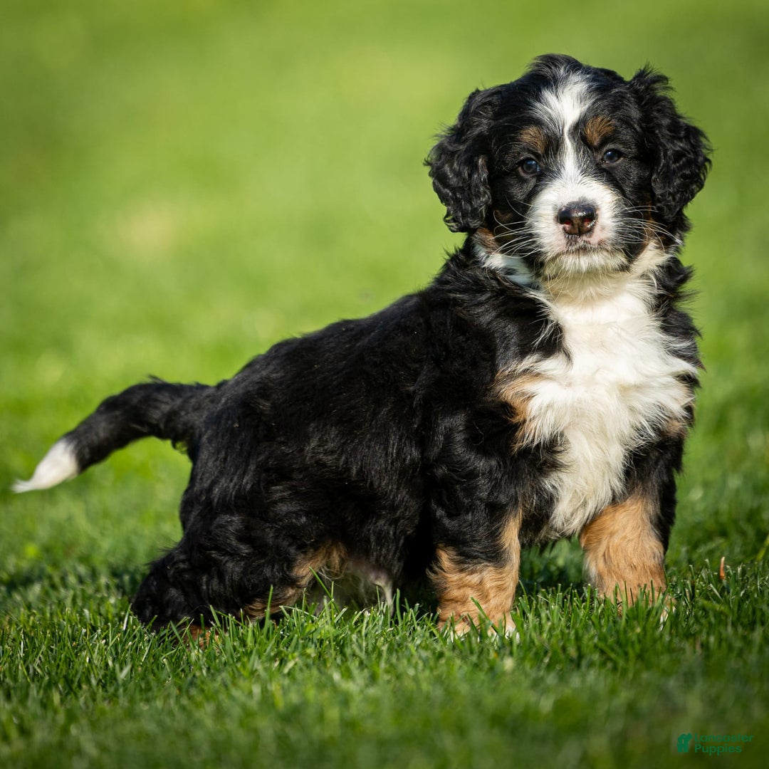 Mini Bernedoodle dogs for sale: Rue - Image 13