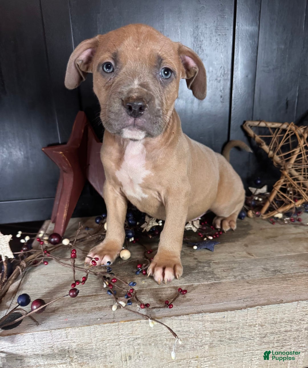 American Bully dogs for sale: Tip - Image 7