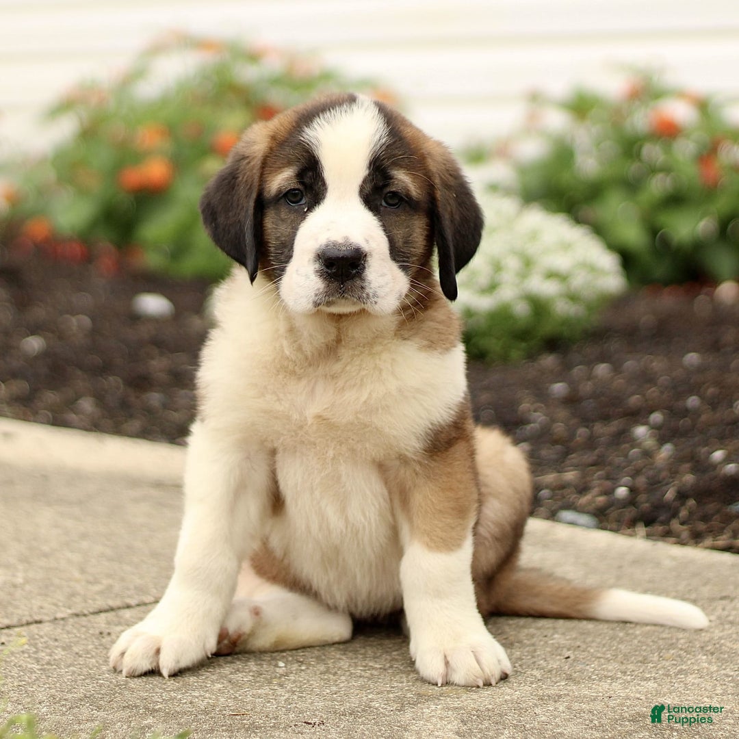 Saint Bernard dogs for sale: Citronella - Image 1