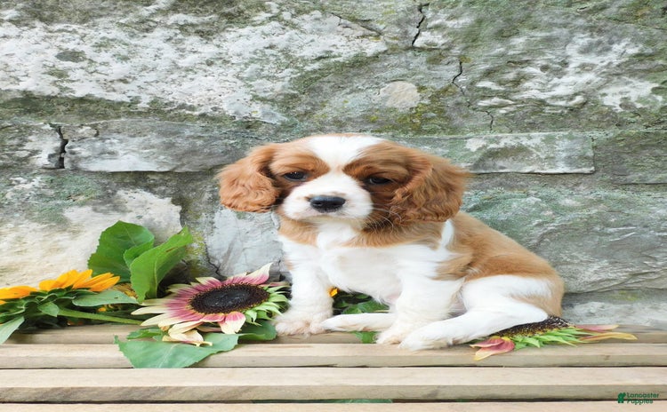 Cavalier King Charles Spaniel dogs for sale - Ad 2