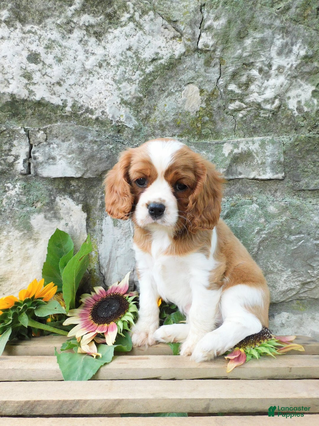 Cavalier King Charles Spaniel dogs for sale: Cavalier King Charles Spaniel 2 puppies - Image 1