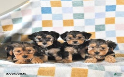 Yorkshire Terrier dogs for sale: Trixie - Image 5