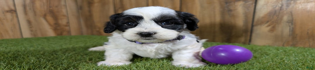 Missy Girl 3