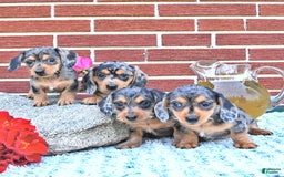 Miniature Dachshund dogs for sale: Trisha - Image 6