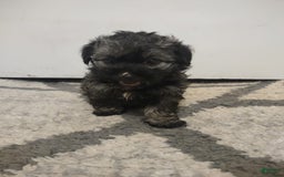 Shih Tzu dogs for sale: G Baby - Image 2