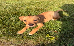 American Staffordshire Terrier dogs for sale: Galinda - Image 16