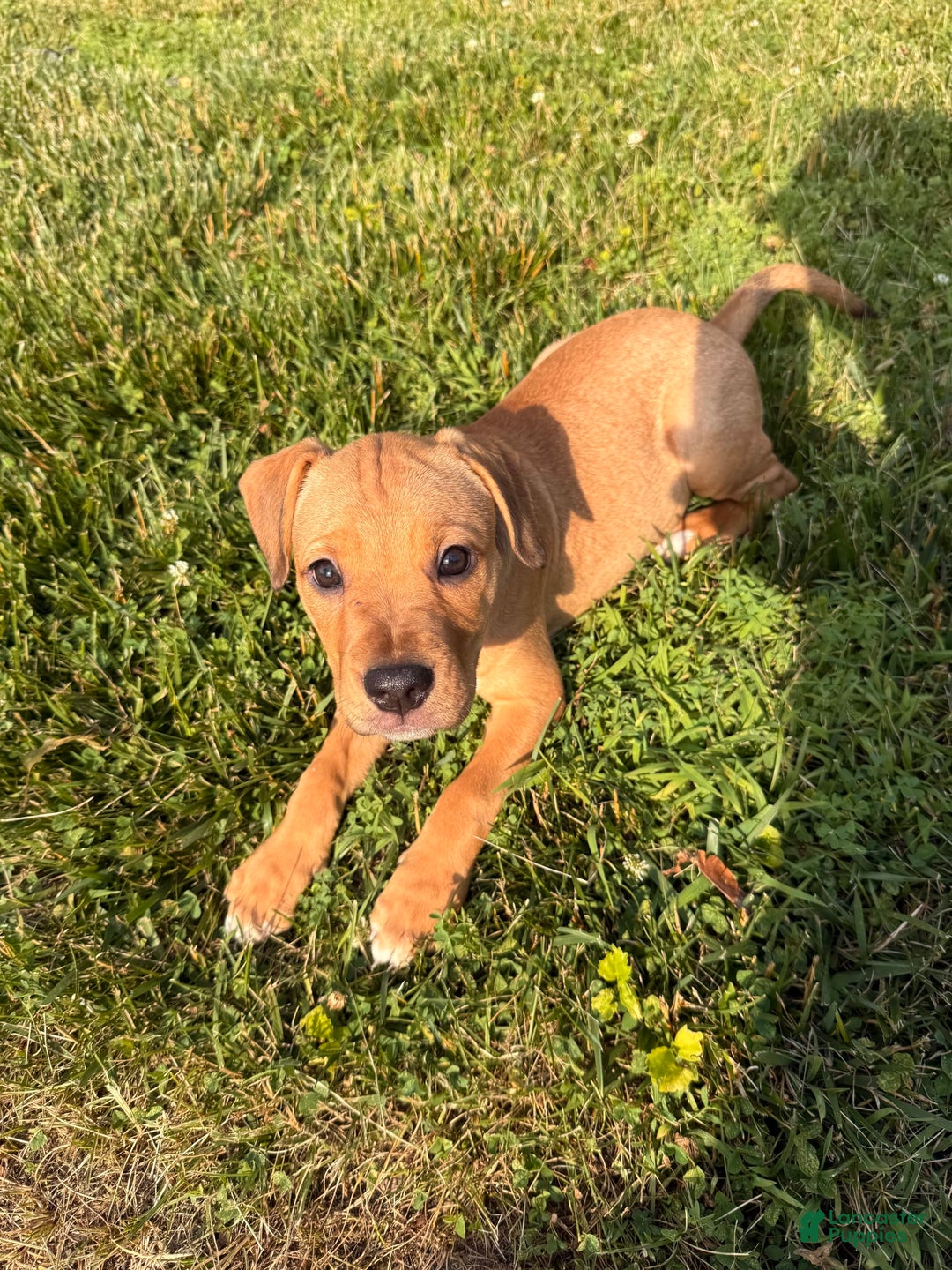 American Staffordshire Terrier dogs for sale: Galinda - Image 16