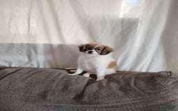 Papillon dogs for sale: Emilio - Image 1