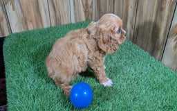Cavalier King Charles Spaniel dogs for sale: Bridgette Boy 1 - Image 2