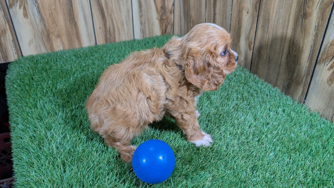 Cavalier King Charles Spaniel dogs for sale: Bridgette Boy 1 - Image 2