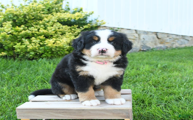 Bernese Mountain Dog dogs - Advert 23