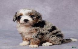 Mini Bernedoodle dogs for sale: Carter - Image 3