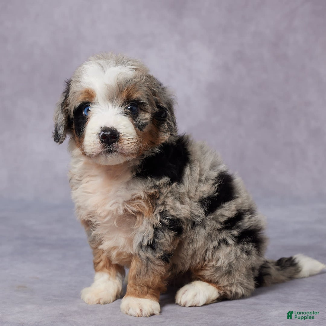 Mini Bernedoodle dogs for sale: Carter - Image 3