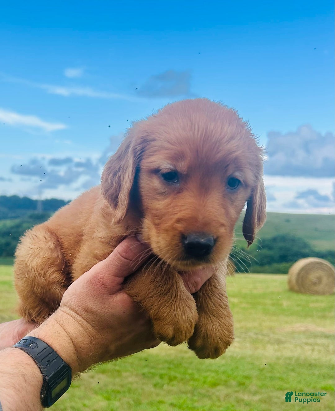 Golden Retriever dogs for sale: Meadow - Image 14