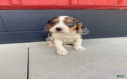 Beaglier dogs for sale: Alec - Image 4