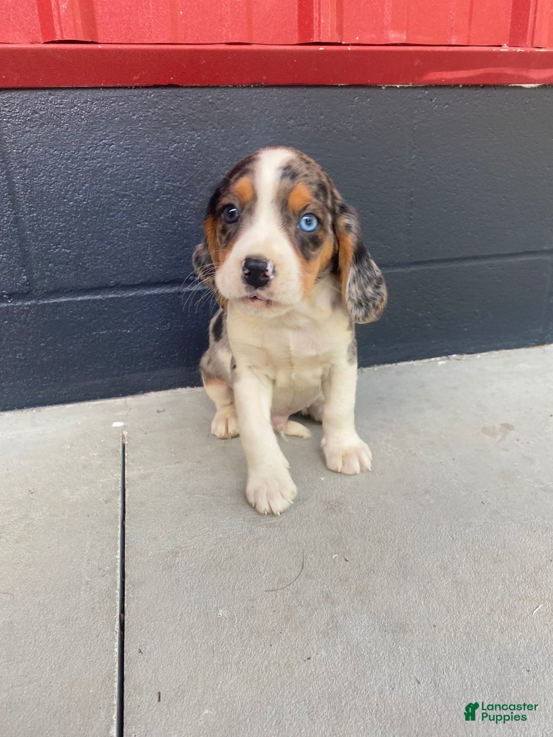 Beaglier dogs for sale: Alec - Image 4