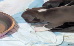 American Pit Bull Terrier dogs for sale: Piglet - Image 6
