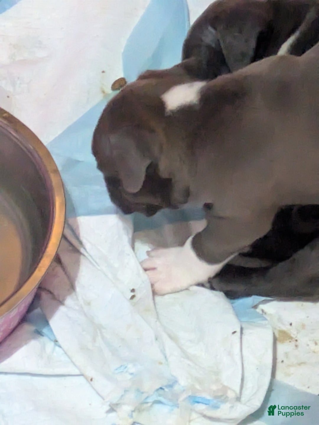 American Pit Bull Terrier dogs for sale: Piglet - Image 6