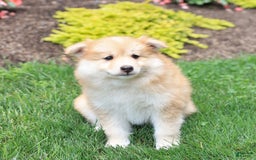 Pomsky dogs for sale: Harley - Image 5