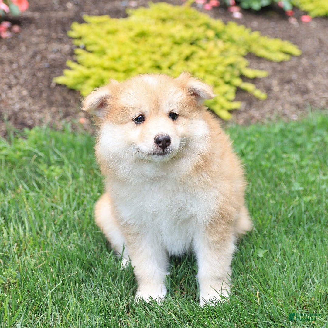 Pomsky dogs for sale: Harley - Image 5