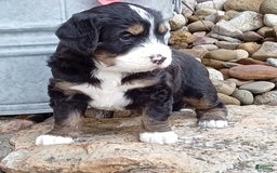 Mini Bernedoodle dogs for sale: Shiloh - Image 20