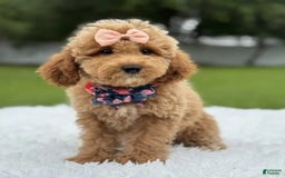 Mini Goldendoodle dogs for sale: Amara - Image 1