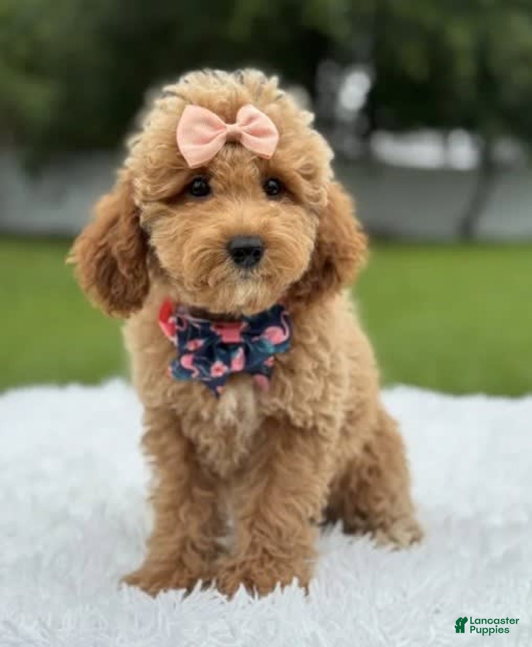 Mini Goldendoodle dogs for sale: Amara - Image 1
