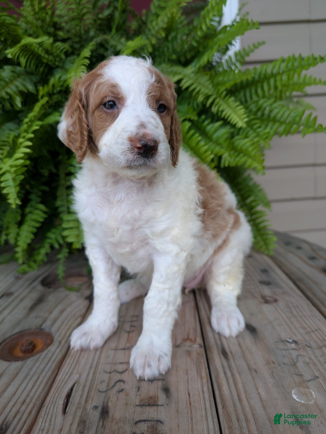 Goldendoodle dogs for sale: Willow - Image 12