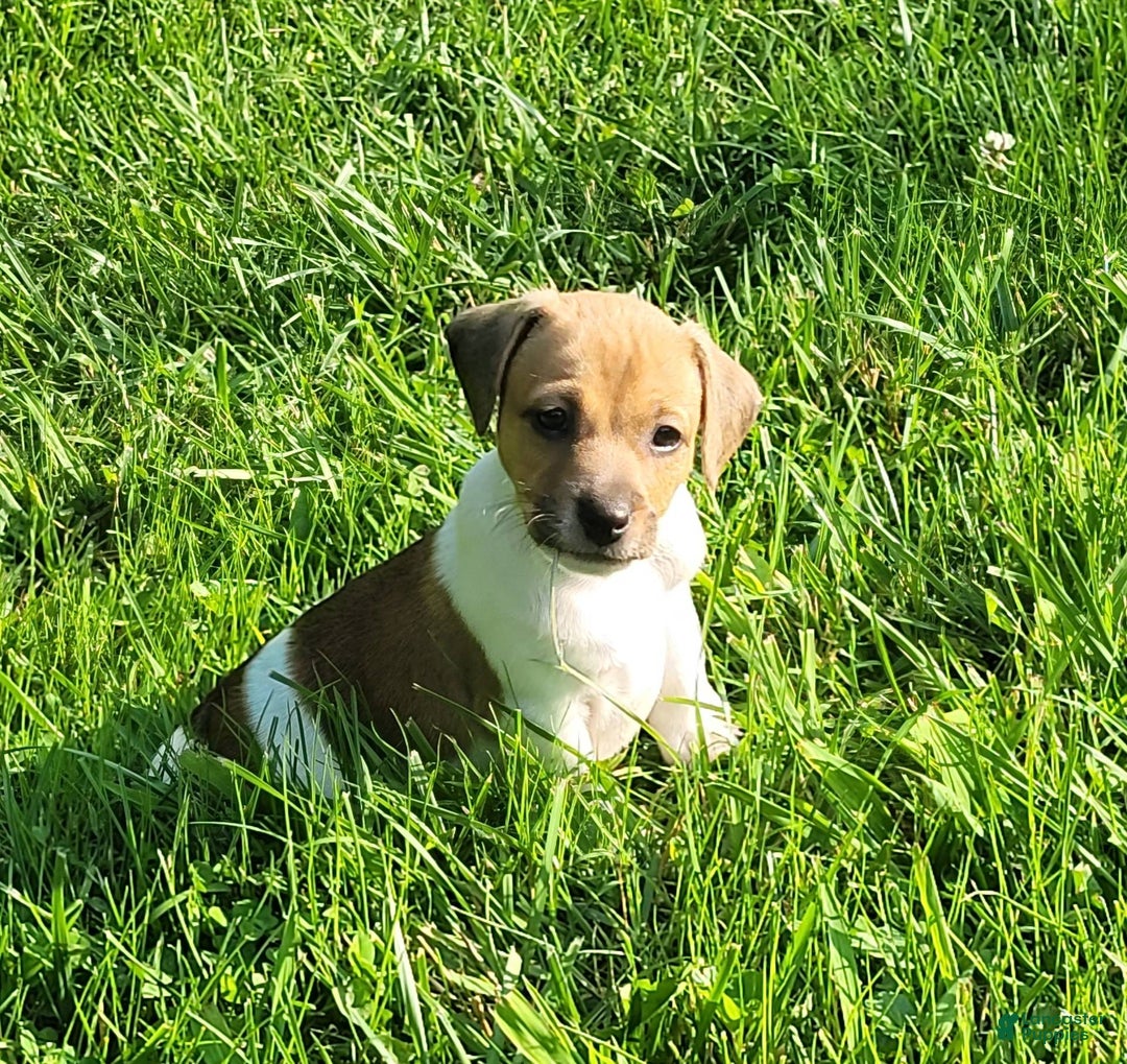 Jack Russell Terrier dogs for sale: Jack Russell Terrier Pike - Image 17