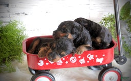 Airedale Terrier dogs for sale: Andy - Image 1