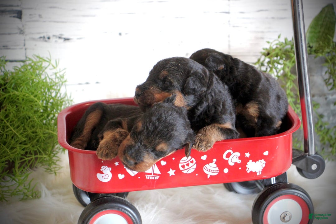 Airedale Terrier dogs for sale: Andy - Image 1