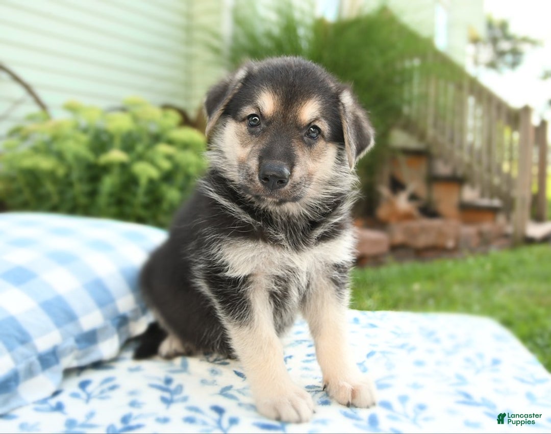 German Shepherd dogs for sale: River - Image 2