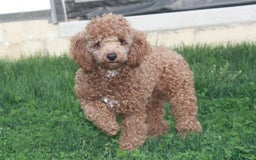 Cavapoo dogs for sale: Finny - Image 11