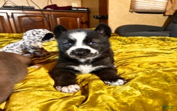 Gerberian Shepsky dogs for sale: Panda Bear - Image 4