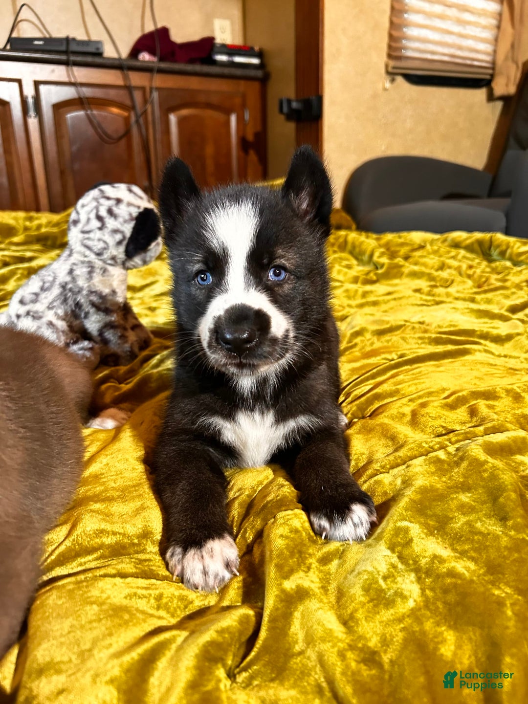 Gerberian Shepsky dogs for sale: Panda Bear - Image 4