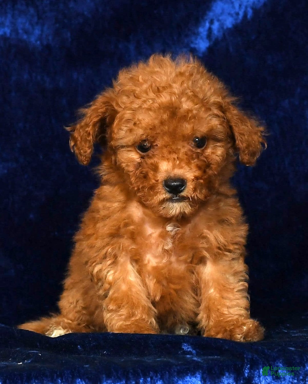 Mini Goldendoodle dogs for sale: Dixie - Image 5