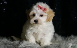 Maltipoo dogs for sale: Aphrodite - Image 4