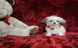 Malshi dogs for sale: Loki - Image 4