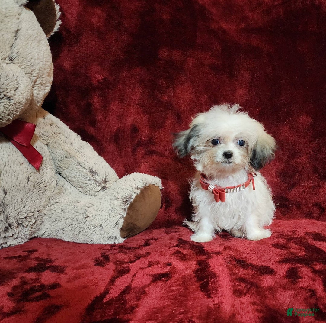 Malshi dogs for sale: Loki - Image 4