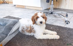 Goldendoodle dogs for sale: Oliver - Image 7