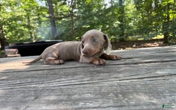 Miniature Dachshund dogs for sale: Cooper - Image 3