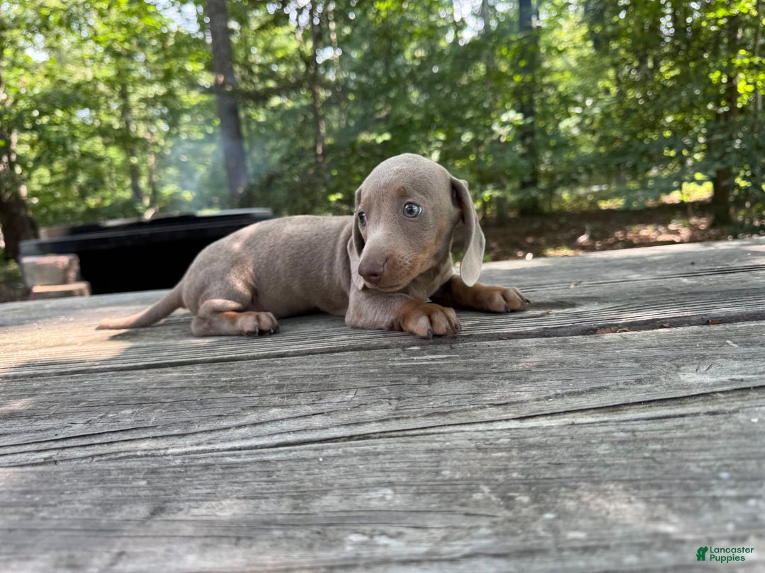 Miniature Dachshund dogs for sale: Cooper - Image 3