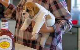English Bulldog dogs for sale: Rudy - Image 3
