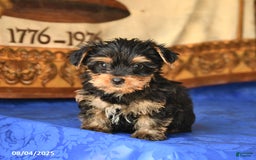 Yorkshire Terrier dogs for sale: Yorkshire Terrier 4 puppies - Image 17
